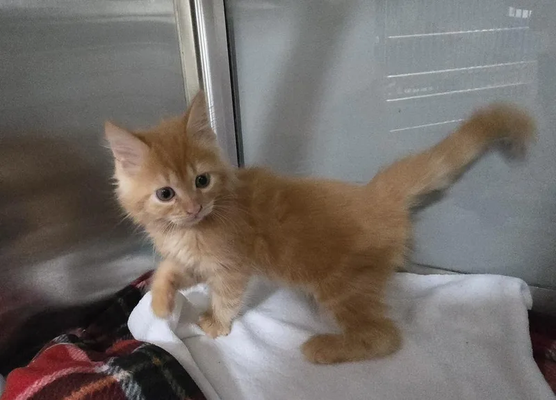 A baby small-sized male Orange / Red Domestic Short Hair cat named Gabe for adoption in Dickson, TN