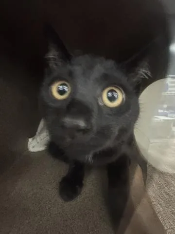 A baby small-sized male Domestic Short Hair cat named Spooky for adoption in San Martin, CA