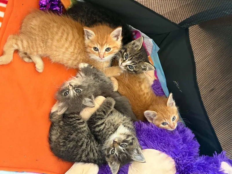 A baby small-sized male Domestic Medium Hair cat named Joker for adoption in Milwaukee, WI