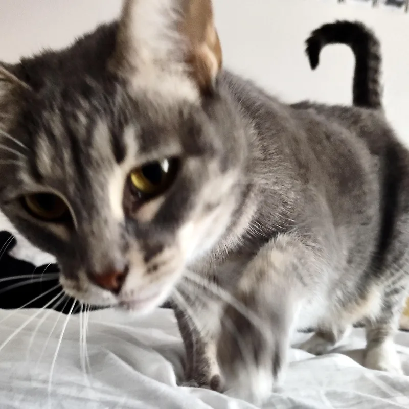 An adult medium-sized female Tabby (Gray / Blue / Silver) Domestic Short Hair cat named Alo for adoption in Liverpool, TX