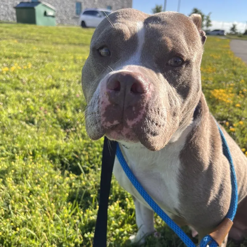 An adult medium-sized female Brown / Chocolate Pit Bull Terrier dog named Rapunzel for adoption in Matteson, IL