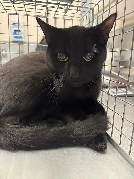A young small-sized male Bombay cat named Benny for adoption in Las Vegas, NV