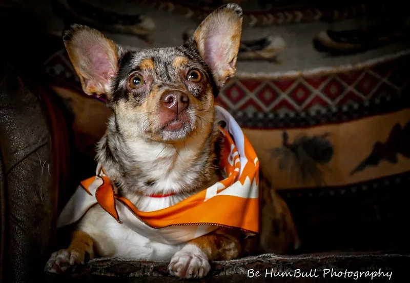 An adult small-sized female Miniature Pinscher dog named Ruby for adoption in Georgetown , CA
