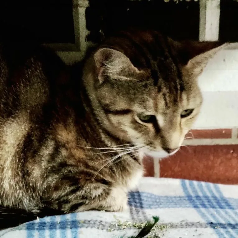 A young medium-sized female Brown / Chocolate Domestic Short Hair cat named Confetti for adoption in Lakeland, FL