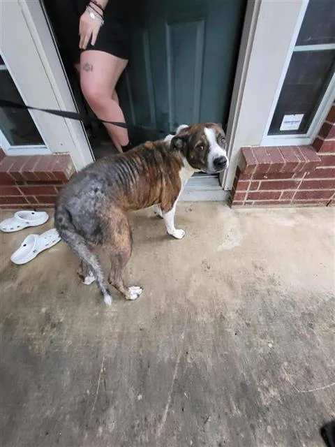An adult medium-sized male American Staffordshire Terrier dog named Gringo for adoption in San Antonio, TX
