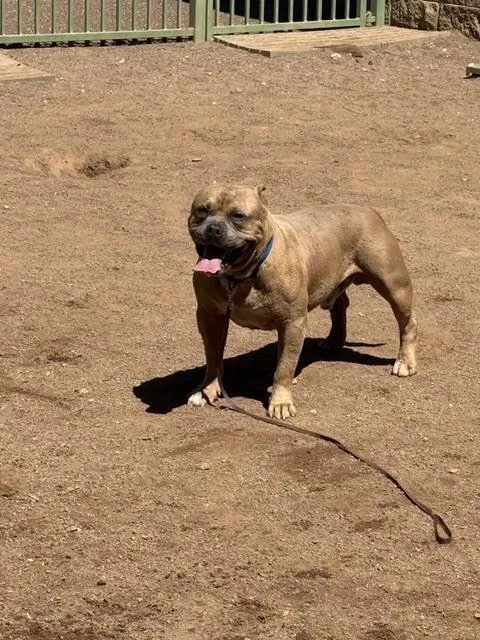 An adult large-sized male Brown / Chocolate Pit Bull Terrier dog named Ollie for adoption in Hobbs, NM