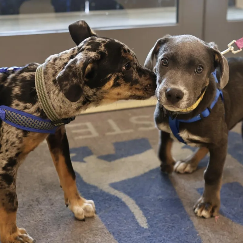 A baby small-sized male Gray / Blue / Silver Hound dog named Stitch for adoption in Briarcliff Manor, NY