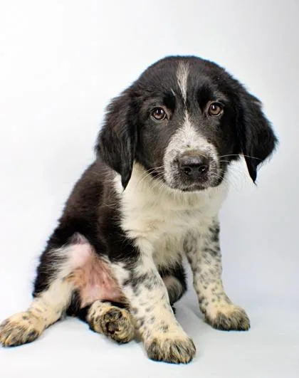 A baby large-sized male Australian Shepherd dog named Fred for adoption in Morton Grove, IL