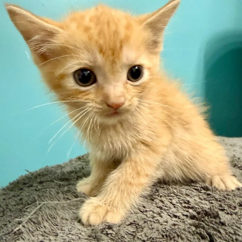 A baby small-sized male Domestic Short Hair cat named Coors for adoption in Woodstock, GA