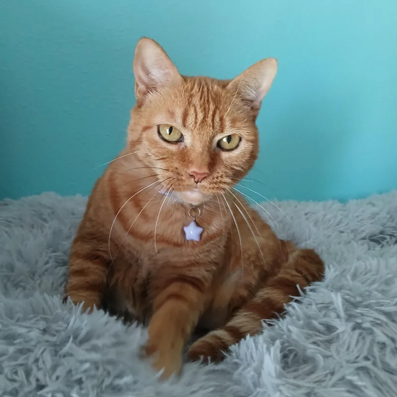 An adult medium-sized female Tabby (Orange / Red) Domestic Short Hair cat named Alexis for adoption in Plant City, FL