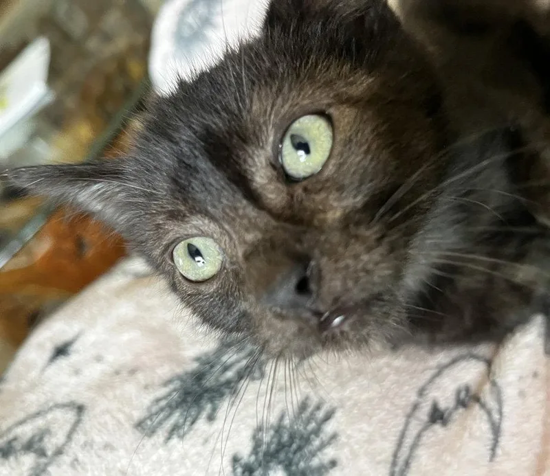 A baby medium-sized male Black Domestic Short Hair cat named Werewolf for adoption in Ventura, CA