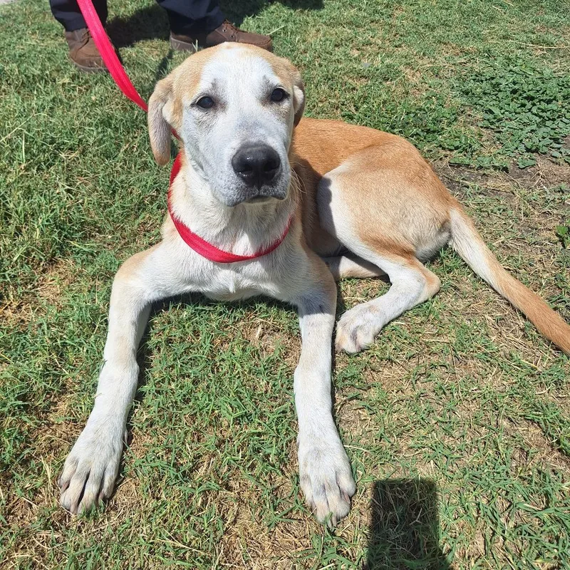 An adult medium-sized male White / Cream Labrador Retriever dog named Gustav for adoption in Austin, TX