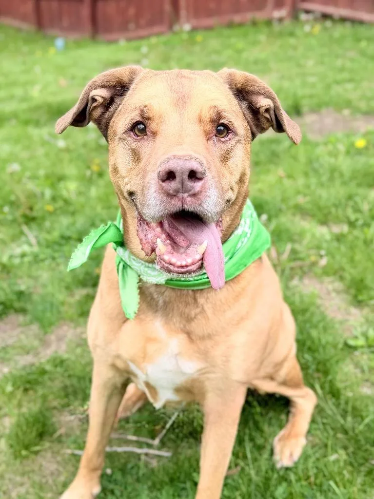 A senior medium-sized male Mixed Breed dog named Jarrett for adoption in Menomonie, WI