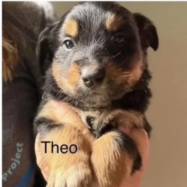 Theo
