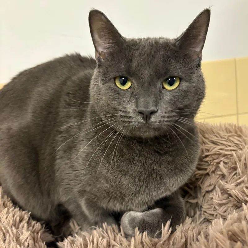 An adult large-sized male Gray / Blue / Silver Domestic Short Hair cat named Ezra for adoption in East Hampton, NY