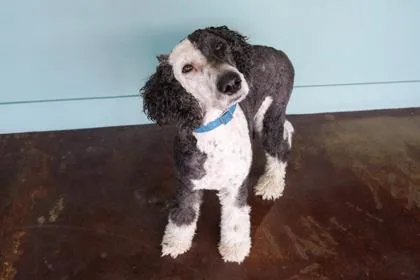 An adult large-sized male Old English Sheepdog dog named Shipley for adoption in San Antonio, TX