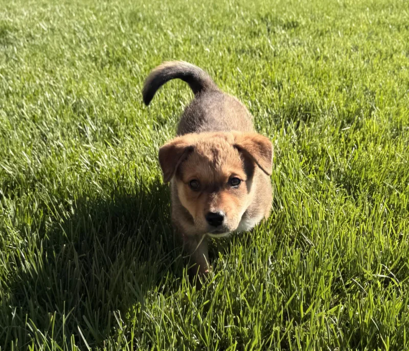 A baby medium-sized male Tricolor (Brown, Black, & White) Shepherd dog named Fozzie for adoption in Union Gap, WA