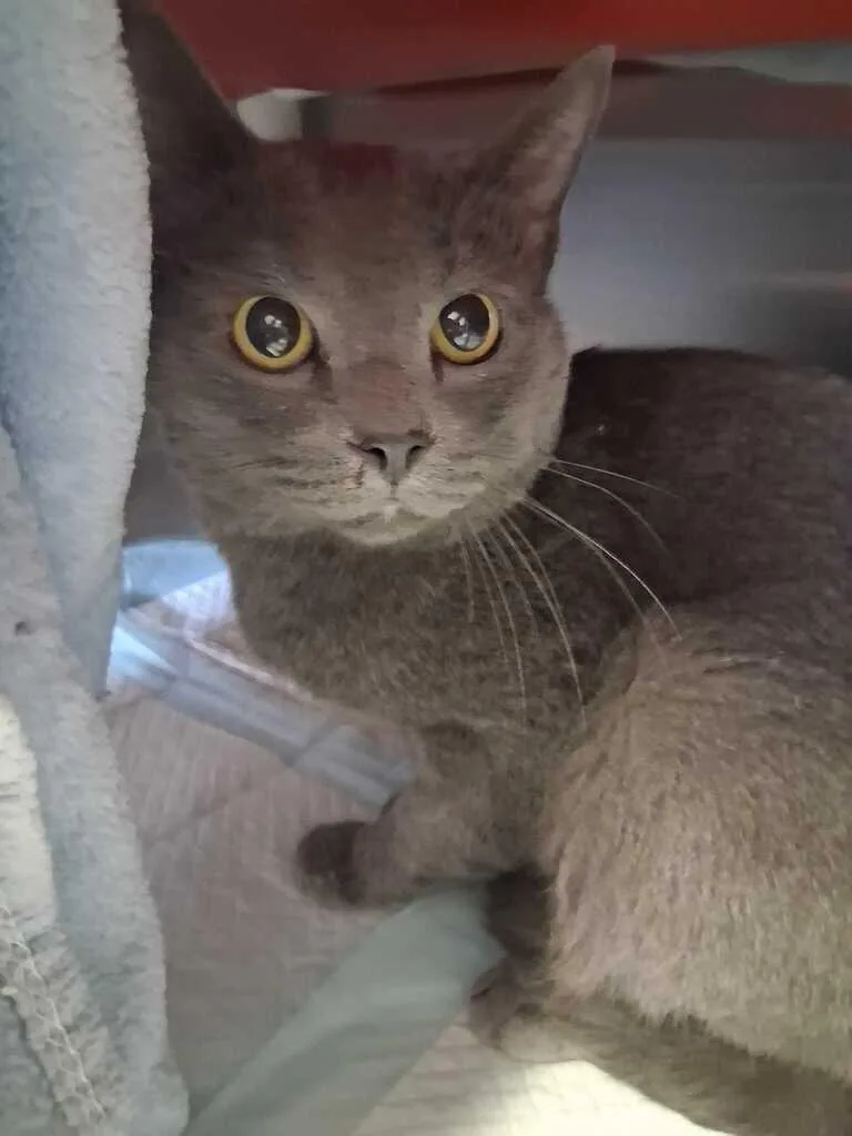 An adult large-sized male Gray / Blue / Silver Domestic Short Hair cat named Binary for adoption in Cincinnati, OH