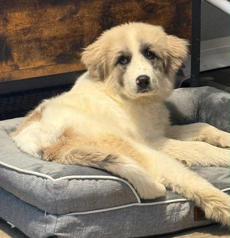 A young large-sized female Great Pyrenees dog named Puppy Sweetheart for adoption in Franklin, TN
