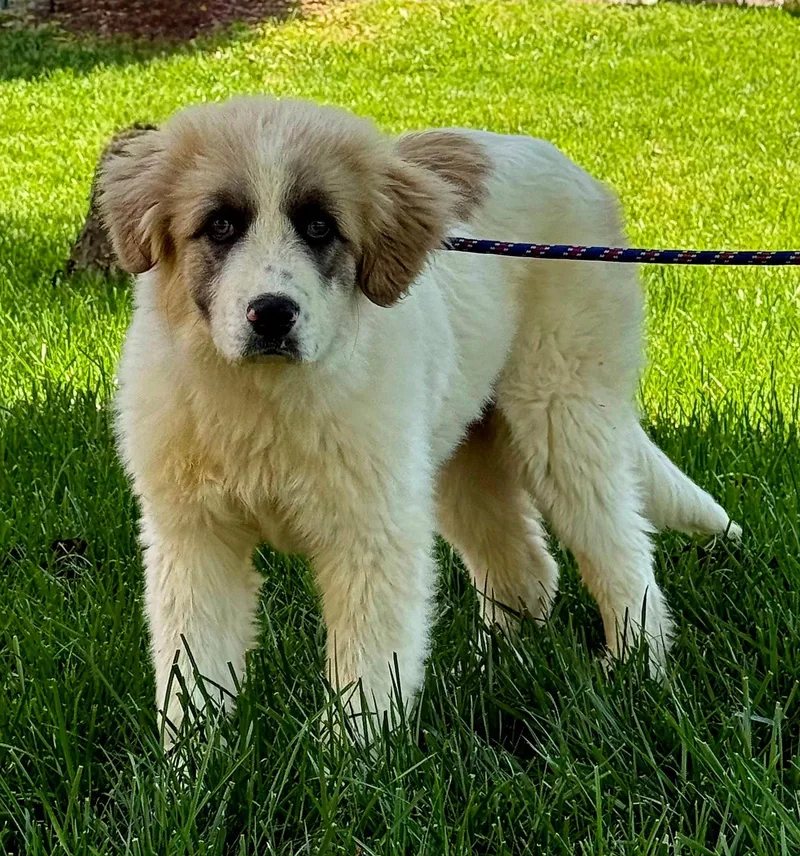 Puppy Sweetheart thumbnail 2