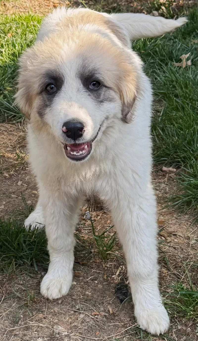 Puppy Sweetheart thumbnail 3