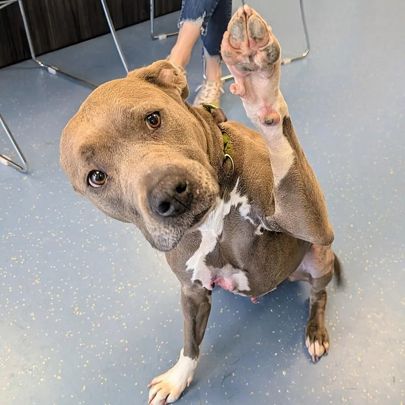 An adult medium-sized female Gray / Blue / Silver Pit Bull Terrier dog named Kiara L for adoption in Watertown, NY