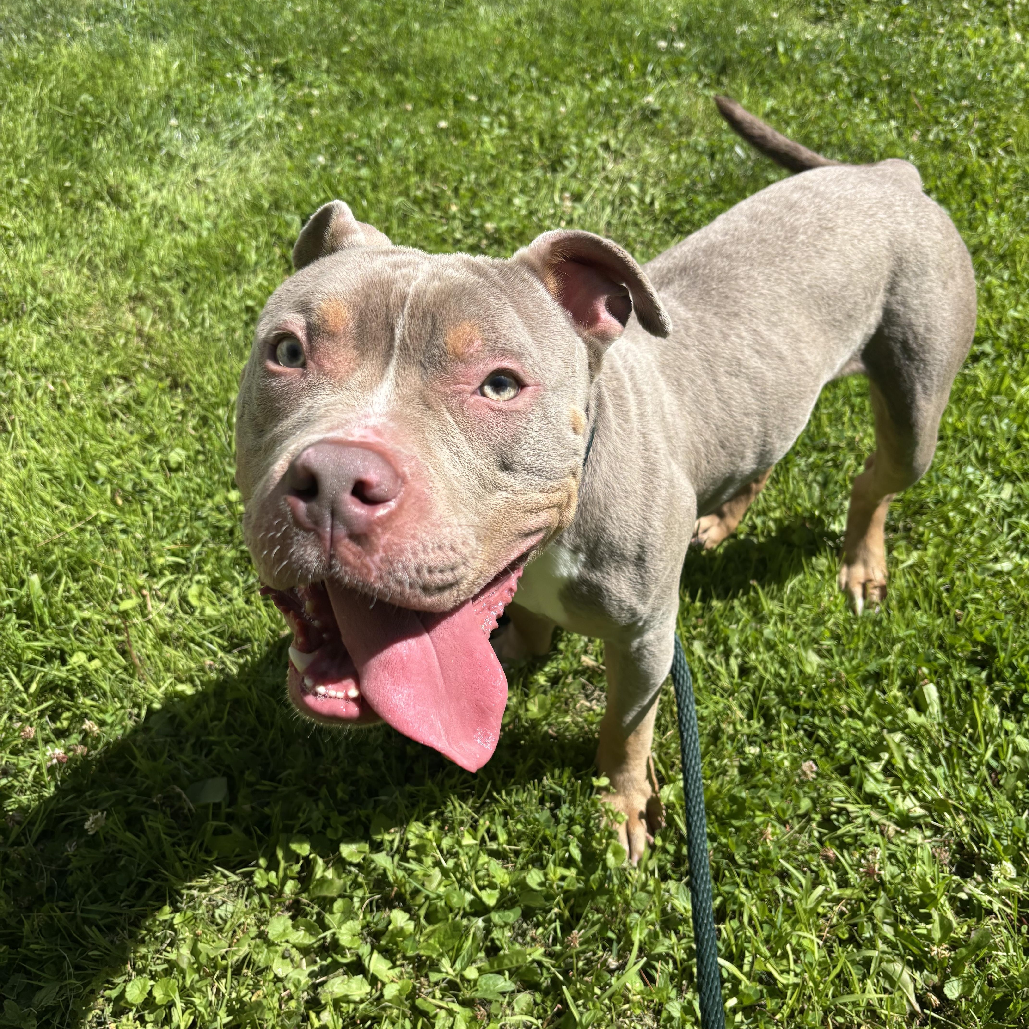 A young medium-sized male Yellow / Tan / Blond / Fawn American Bully dog named Charming for adoption in White Oak, PA