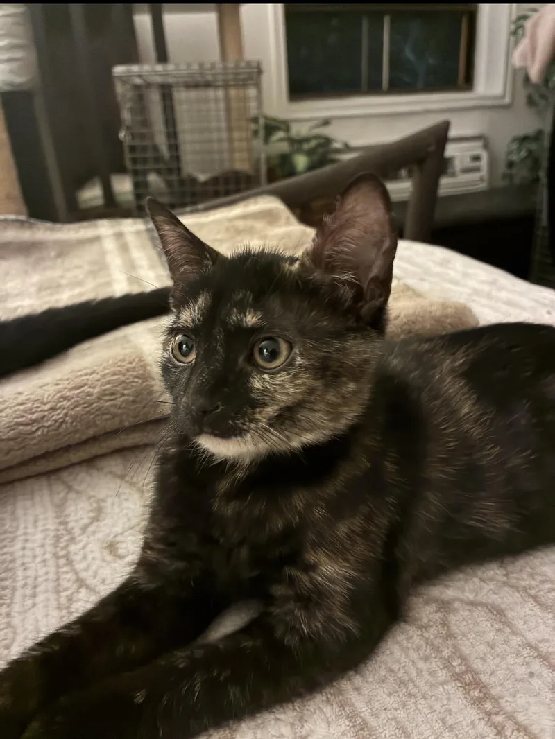 A baby medium-sized female Tortoiseshell Domestic Short Hair cat named Nicolette N.  Little for adoption in New York, NY