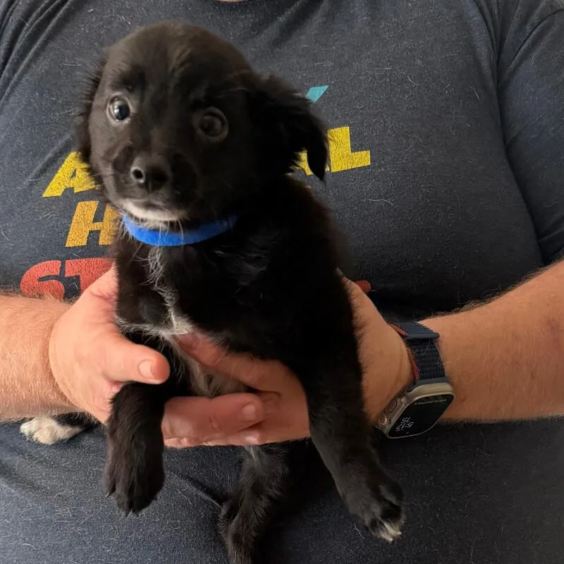A baby small-sized male Black Chihuahua dog named One Fish for adoption in Partlow, VA