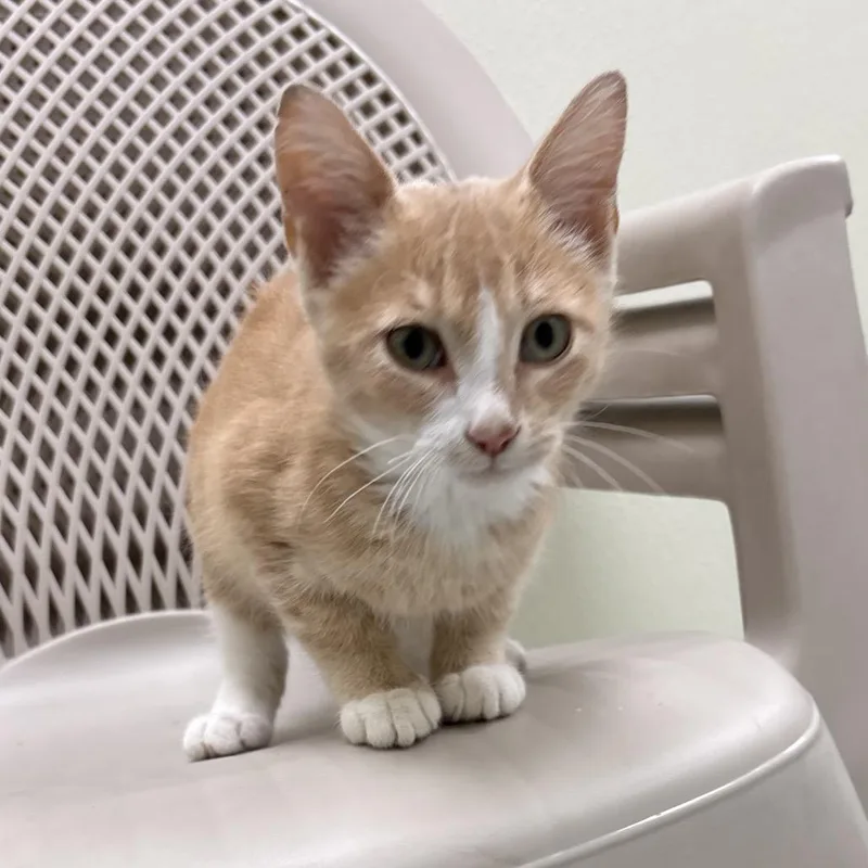 A baby small-sized male Cream / Ivory Domestic Short Hair cat named Bus for adoption in Galax, VA