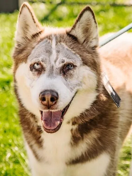 An adult large-sized female Mixed Breed dog named Nena for adoption in West Chester, PA