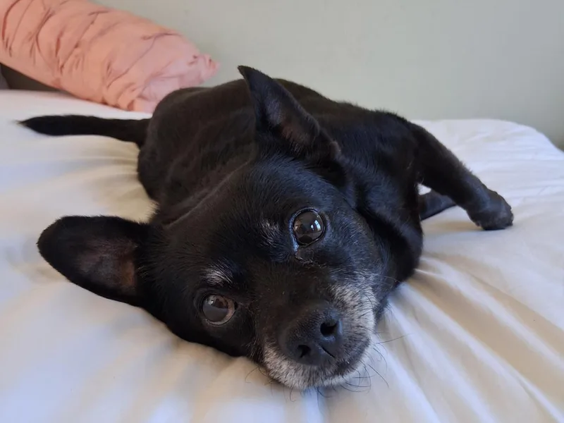 An adult small-sized female Chihuahua dog named Baby Pearl for adoption in Hagerstown, MD