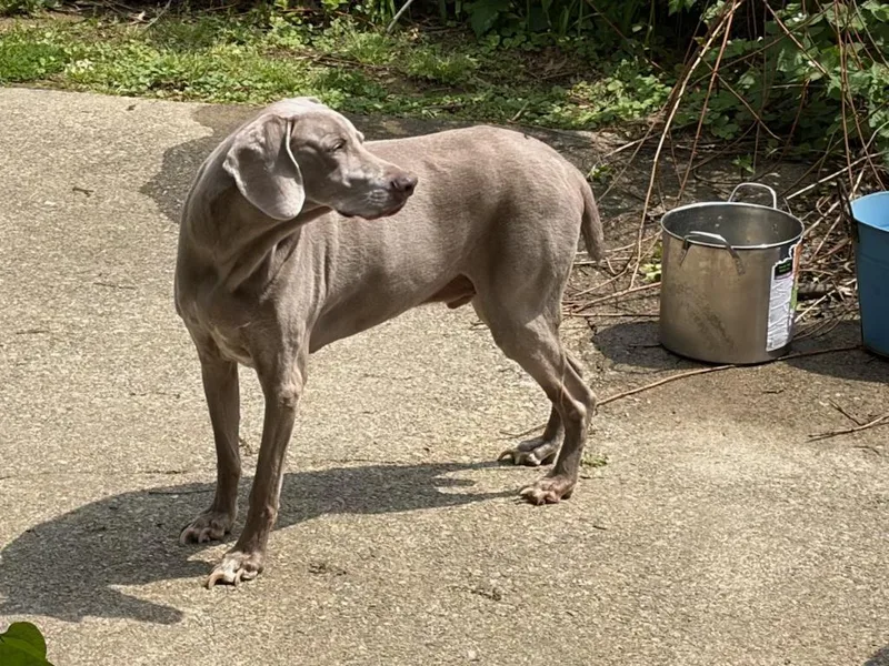 A senior large-sized male Weimaraner dog named Bojack for adoption in Jeffersonville, IN