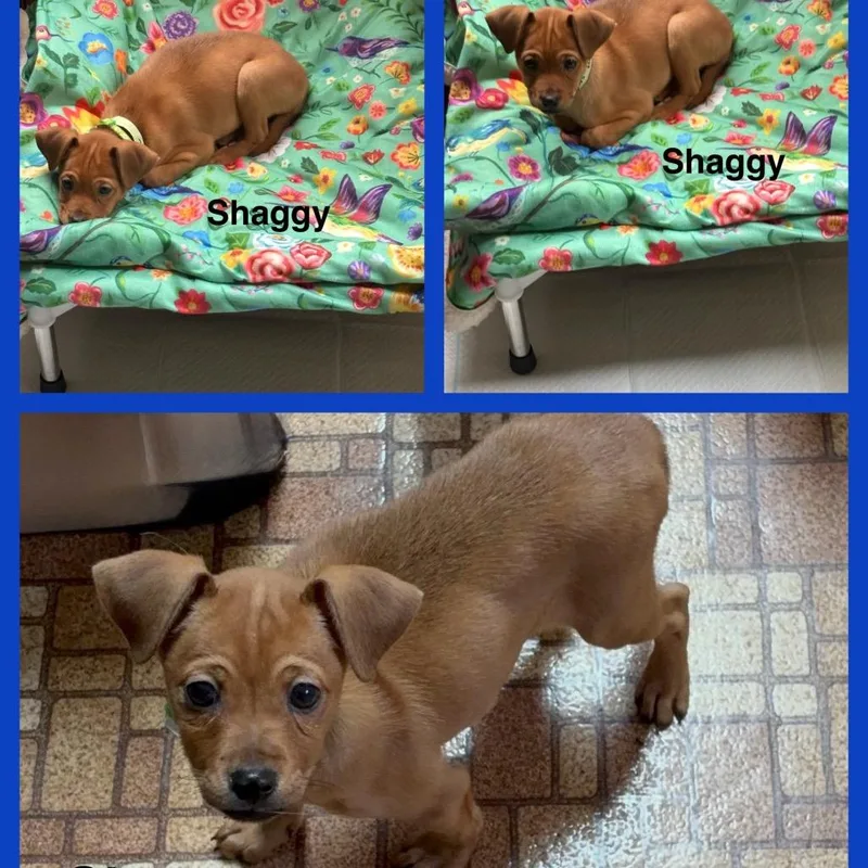 A baby small-sized male Yellow / Tan / Blond / Fawn Mixed Breed dog named Shaggy Rogers for adoption in La Grange, KY