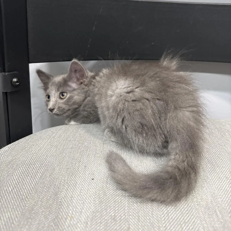 A baby small-sized male Domestic Short Hair cat named Travis for adoption in Shelbyville, IN