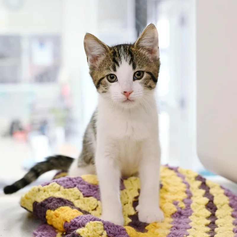A baby medium-sized female Domestic Short Hair cat named Suna for adoption in Shoreline, WA