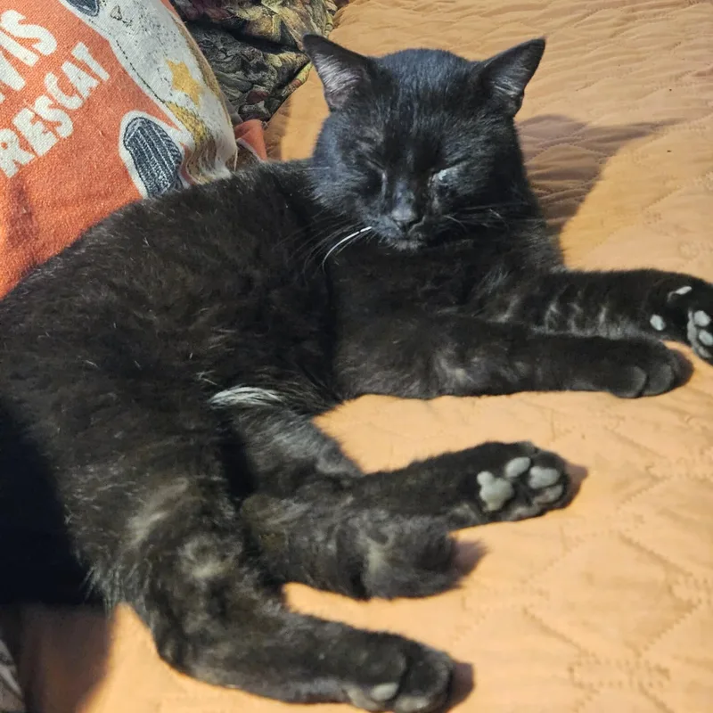 An adult large-sized male Black American Shorthair cat named Eddie for adoption in Allen, TX