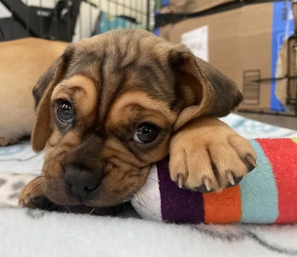 A baby small-sized male Beagle dog named Opie for adoption in Stratham, NH