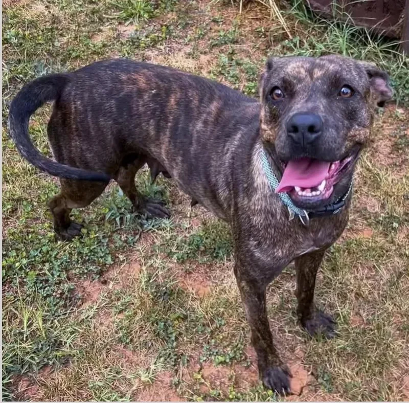An adult medium-sized female Brindle Boxer dog named Freya for adoption in Pleasant Valley, NY