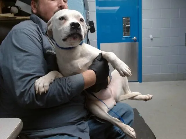 A young medium-sized female Pit Bull Terrier dog named Jane for adoption in Albuquerque, NM