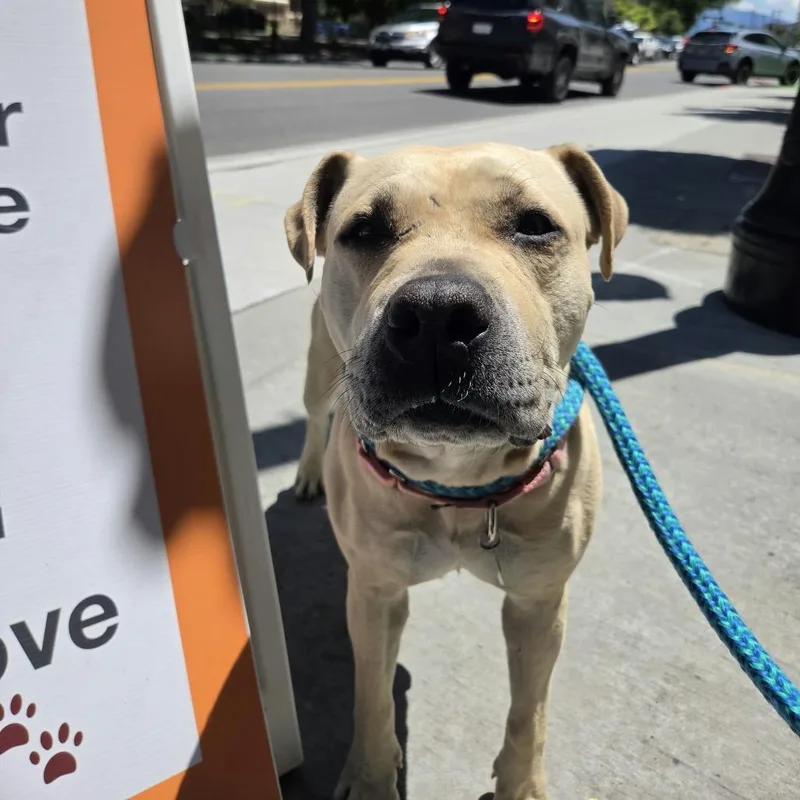 An adult medium-sized female Yellow / Tan / Blond / Fawn Mixed Breed dog named Chelsea for adoption in Salt Lake City, UT