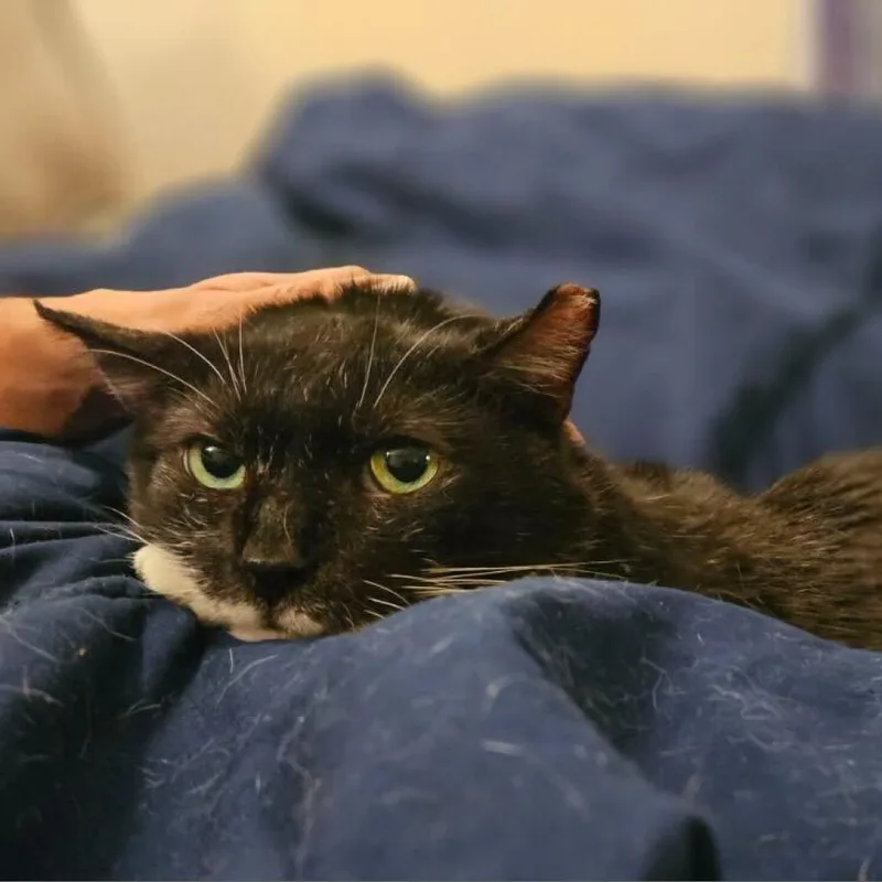 Tony Pepperoni thumbnail 3