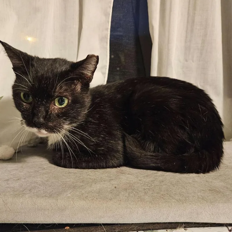 Tony Pepperoni thumbnail 4