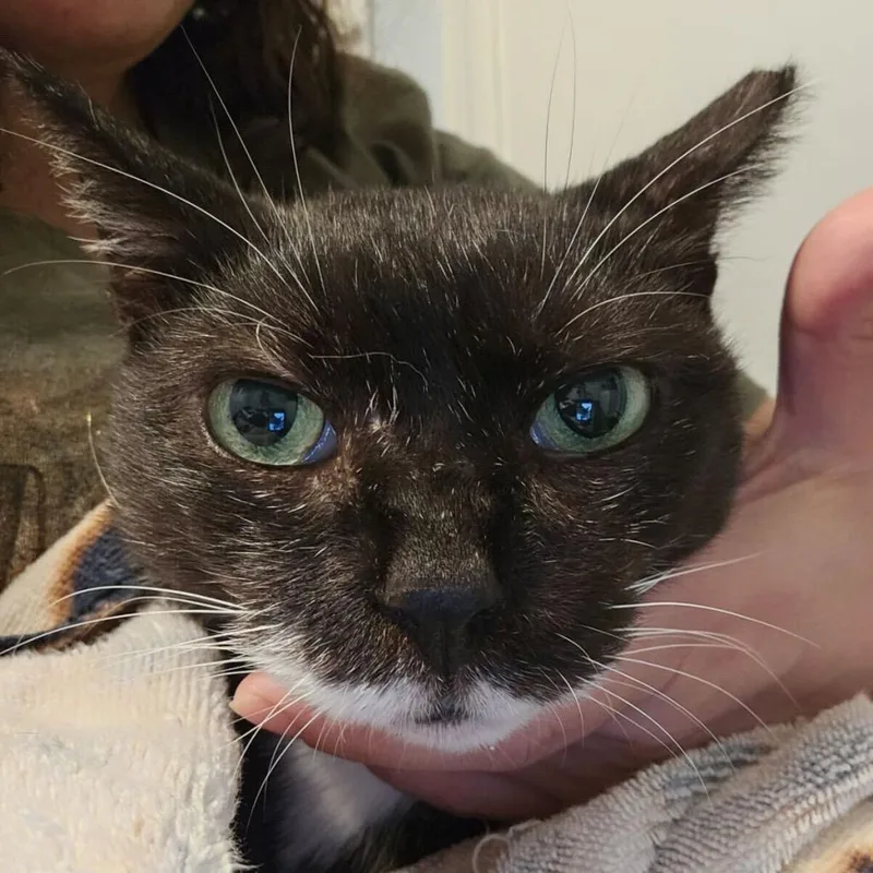 Tony Pepperoni thumbnail 5