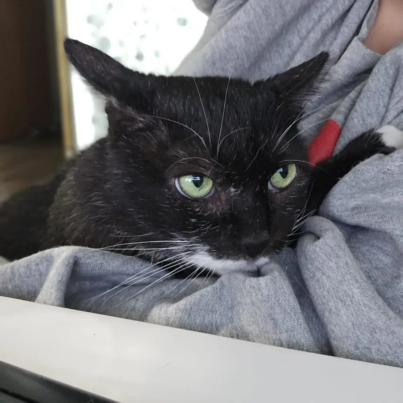 Tony Pepperoni thumbnail 6