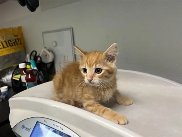 A baby small-sized female Domestic Short Hair cat named Novel for adoption in Antioch, CA