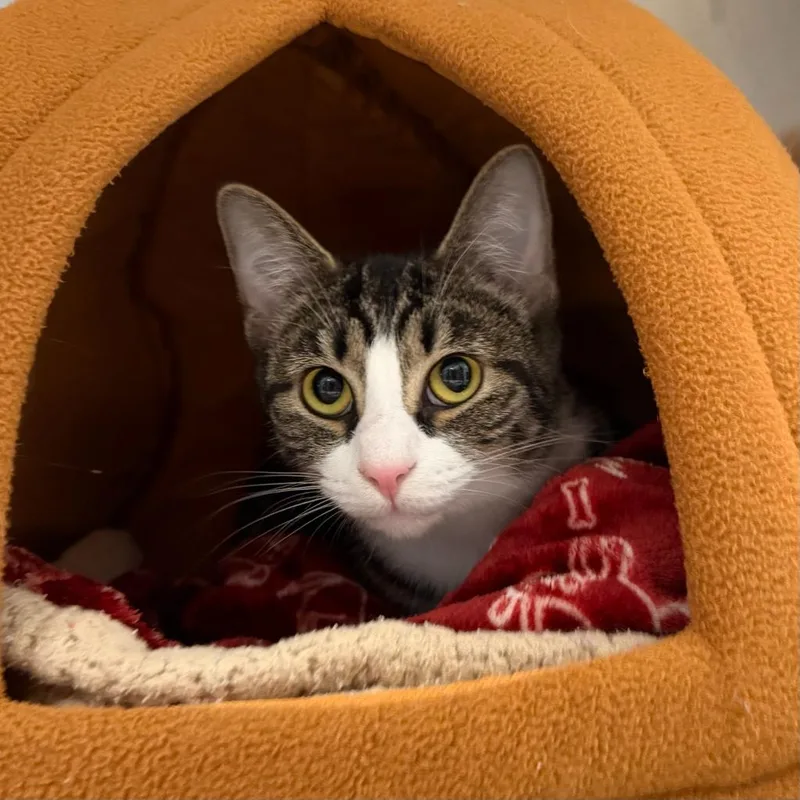 A young small-sized female Domestic Short Hair cat named Bluefin for adoption in State College, PA