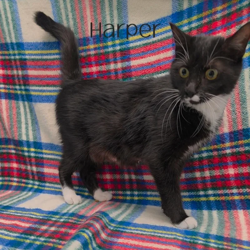 An adult large-sized female Black Domestic Short Hair cat named Harper for adoption in Parkersburg, WV