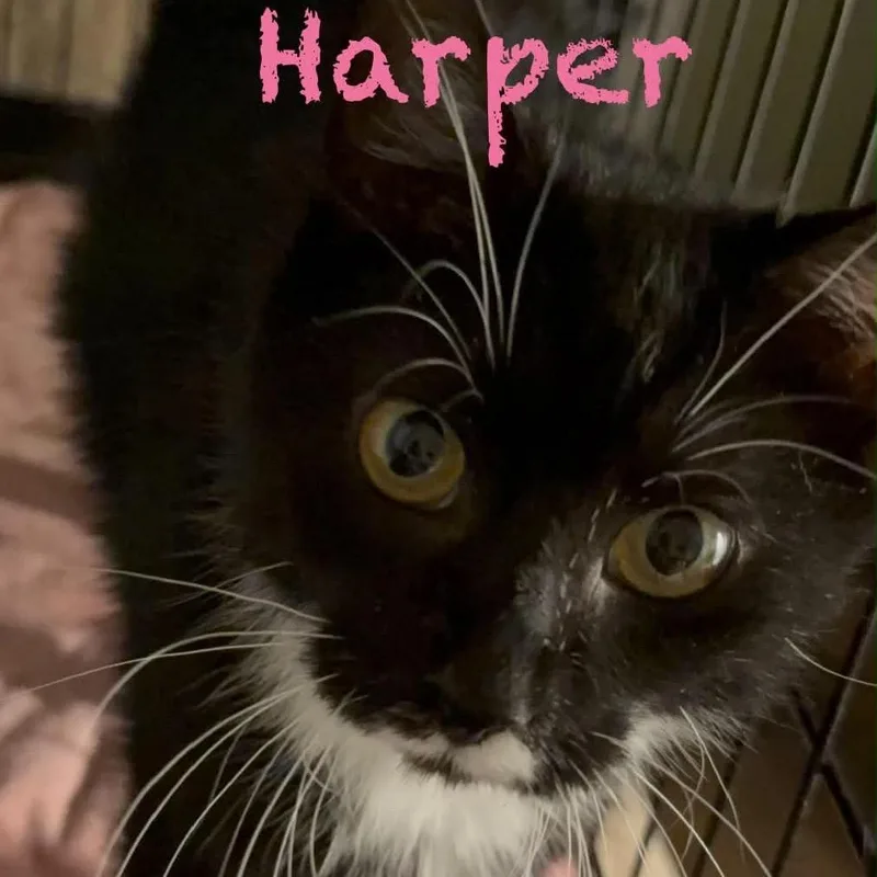 Harper thumbnail 2
