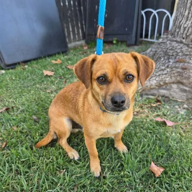 A young small-sized male Chihuahua dog named Rotisserie for adoption in Long Beach, CA